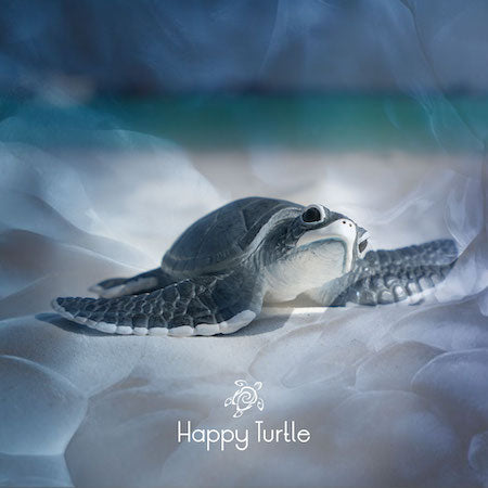 Happy Carte - Tortue Sable